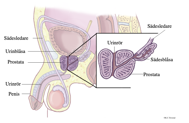bild på prostatan