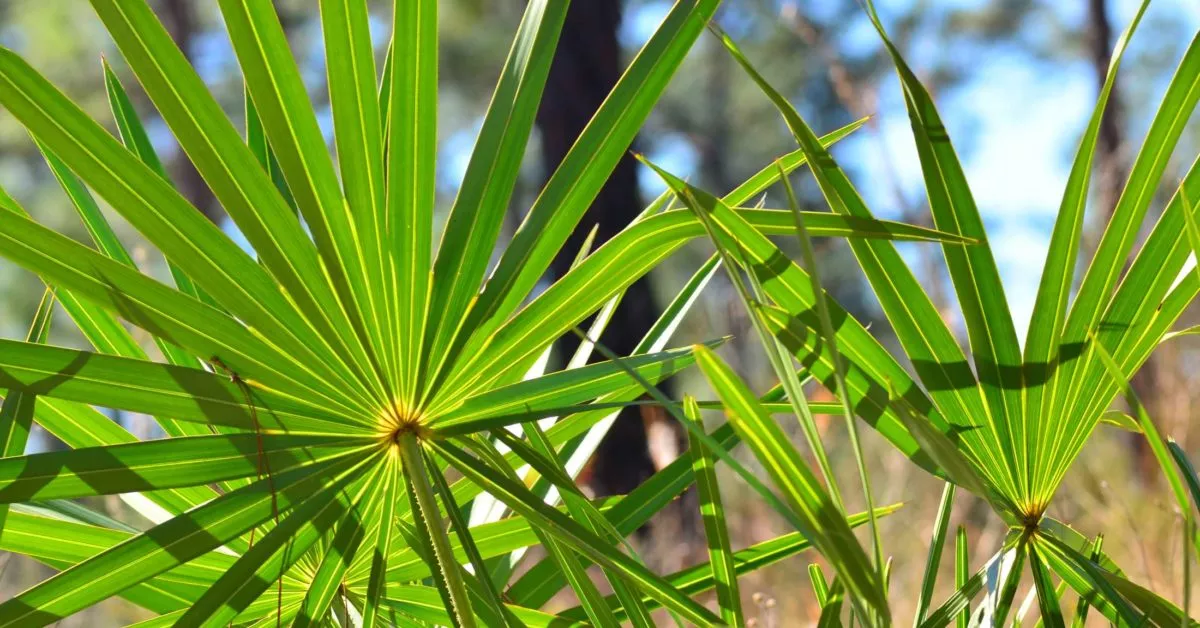 sågpalmetto - naturläkemedel mot godartad prostataförstoring