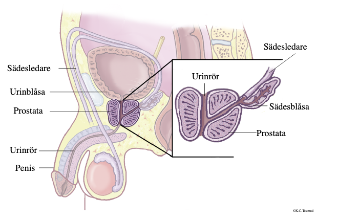 var sitter prostatan